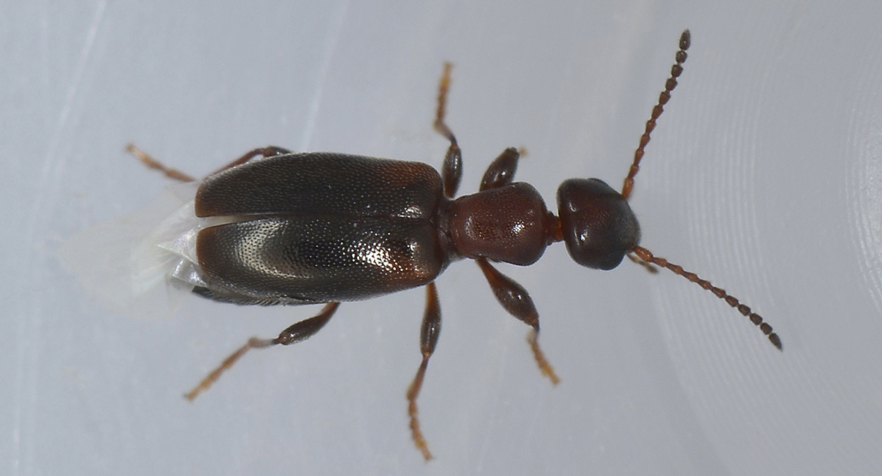 Anthicidae 3: Omonadus floralis